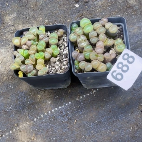 688风玲一物一图如图