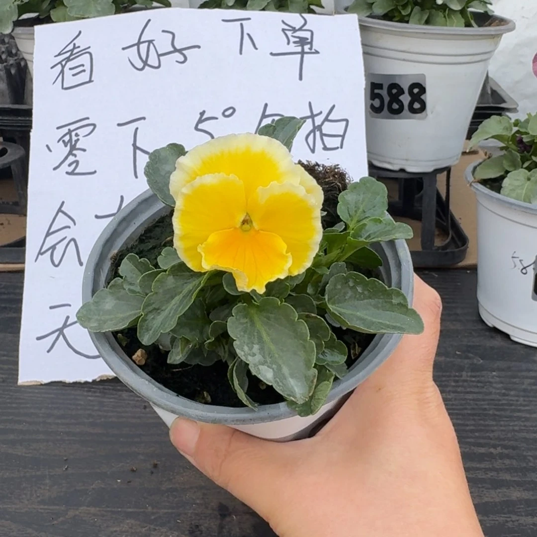 全部花朵670号蛋挞