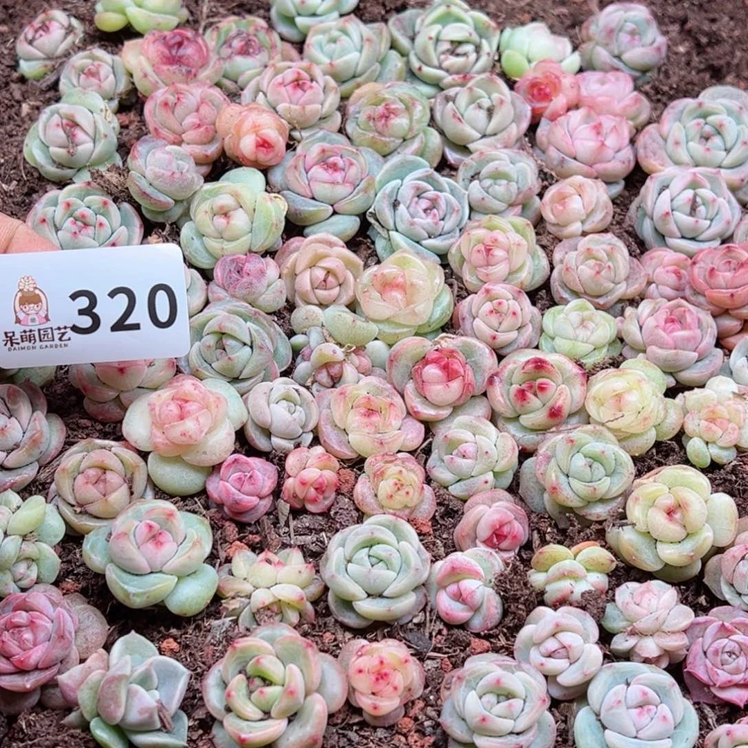 L*多肉植物多肉植物