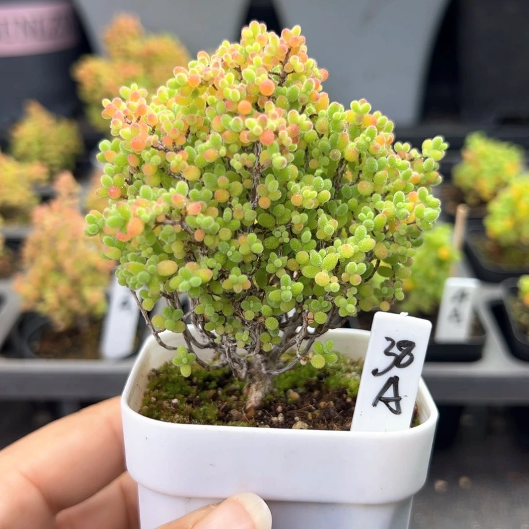 精控蜜橘小树款38号