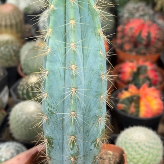 当前无花栽培后可以开花蓝柱