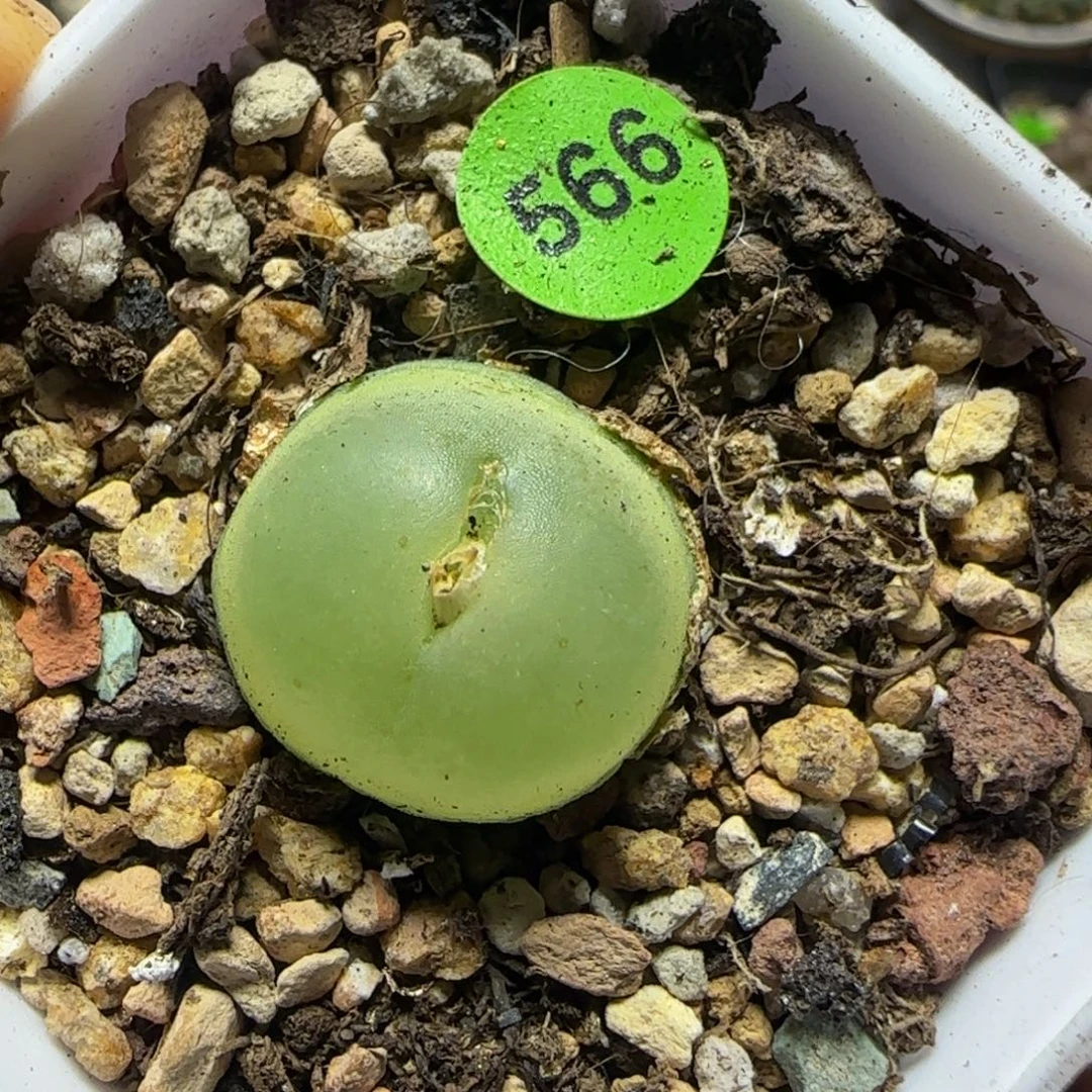 拉登1.7多肉植物566