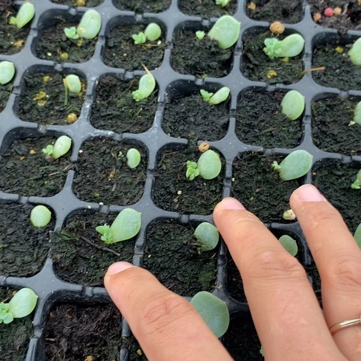 无尽灯芽苗一个多肉