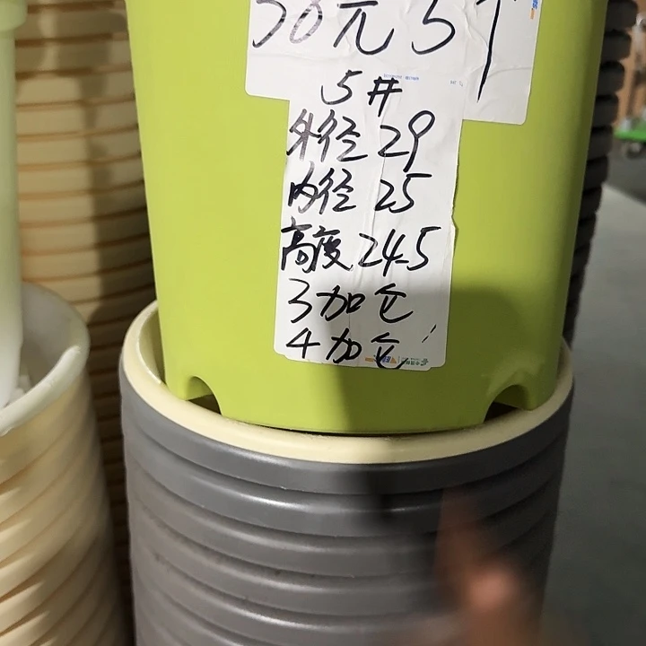 四季5号果绿无托10个特价微瑕
