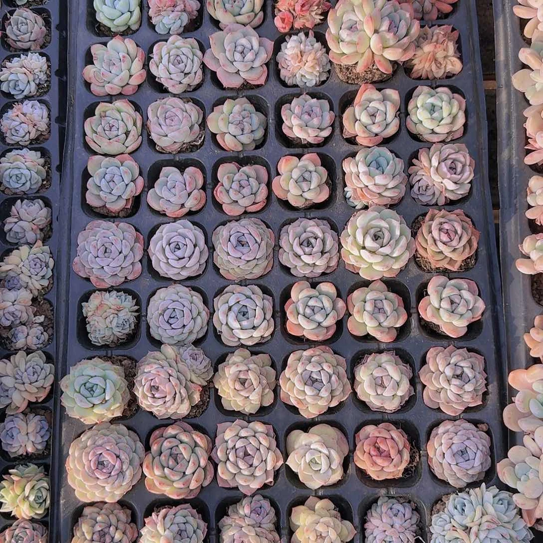 直播一物一拍多肉61