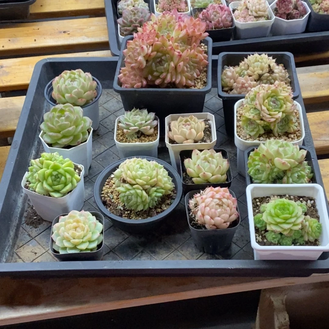 精品多肉一物一拍不包整359