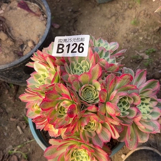 何多肉植物一个法师