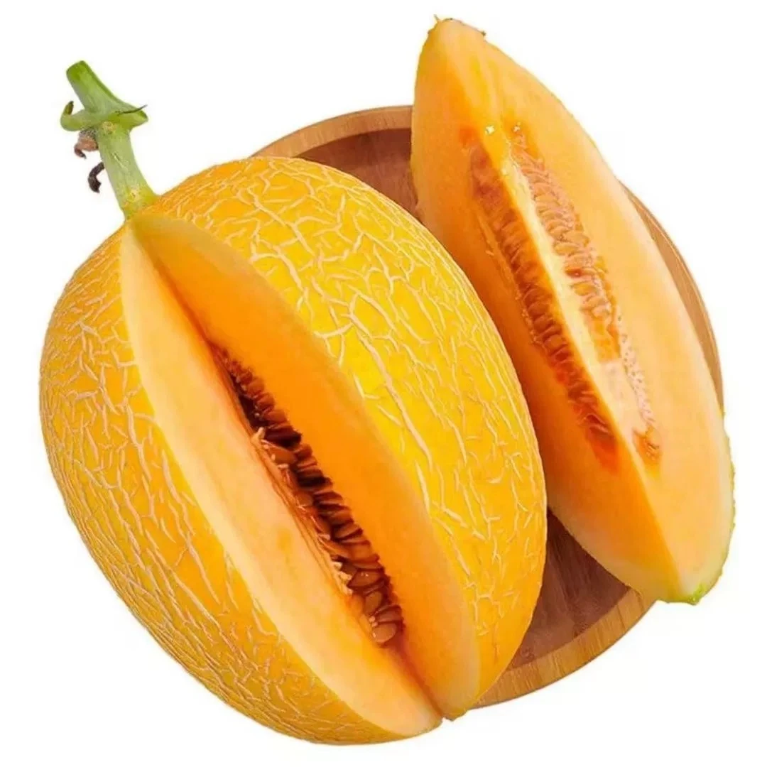 【顺丰包邮 新疆直发】正宗新疆哈密瓜新鲜水果金色年华哈密瓜包邮