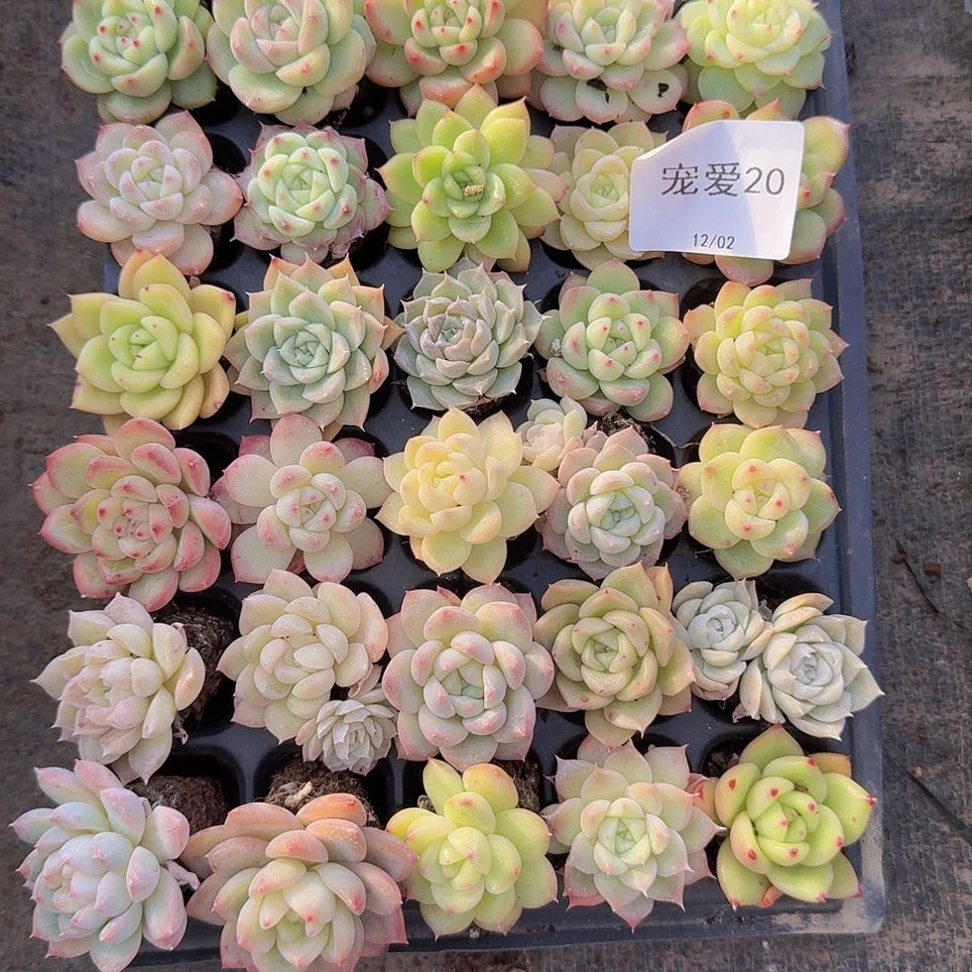 J***M直播福利一物一拍20