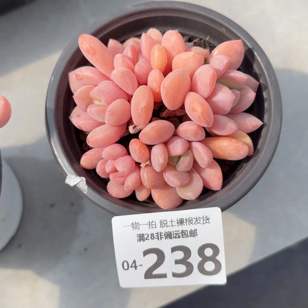 桃花露多肉多肉多肉