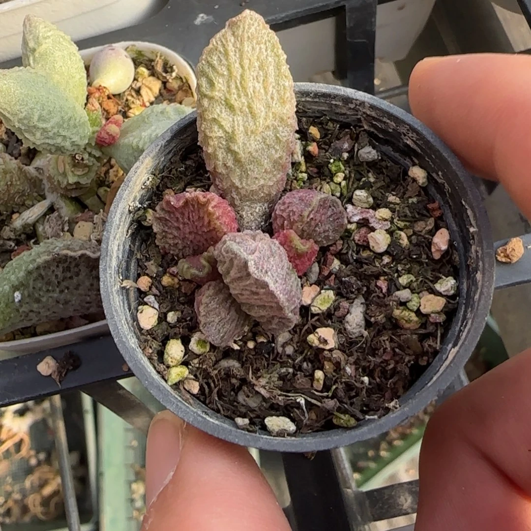 大鱼海棠水泡多肉植物