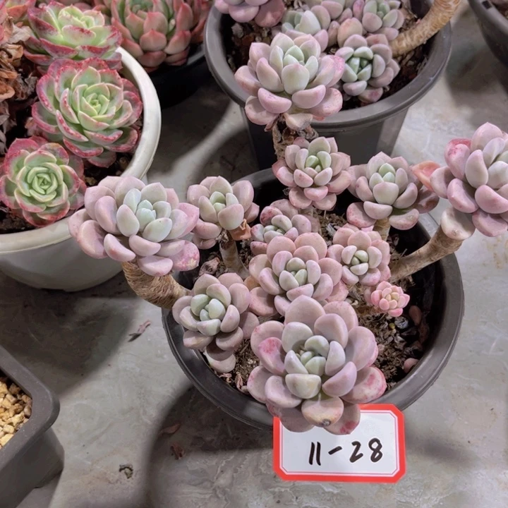 叮*叮11-28花斑鹿多肉