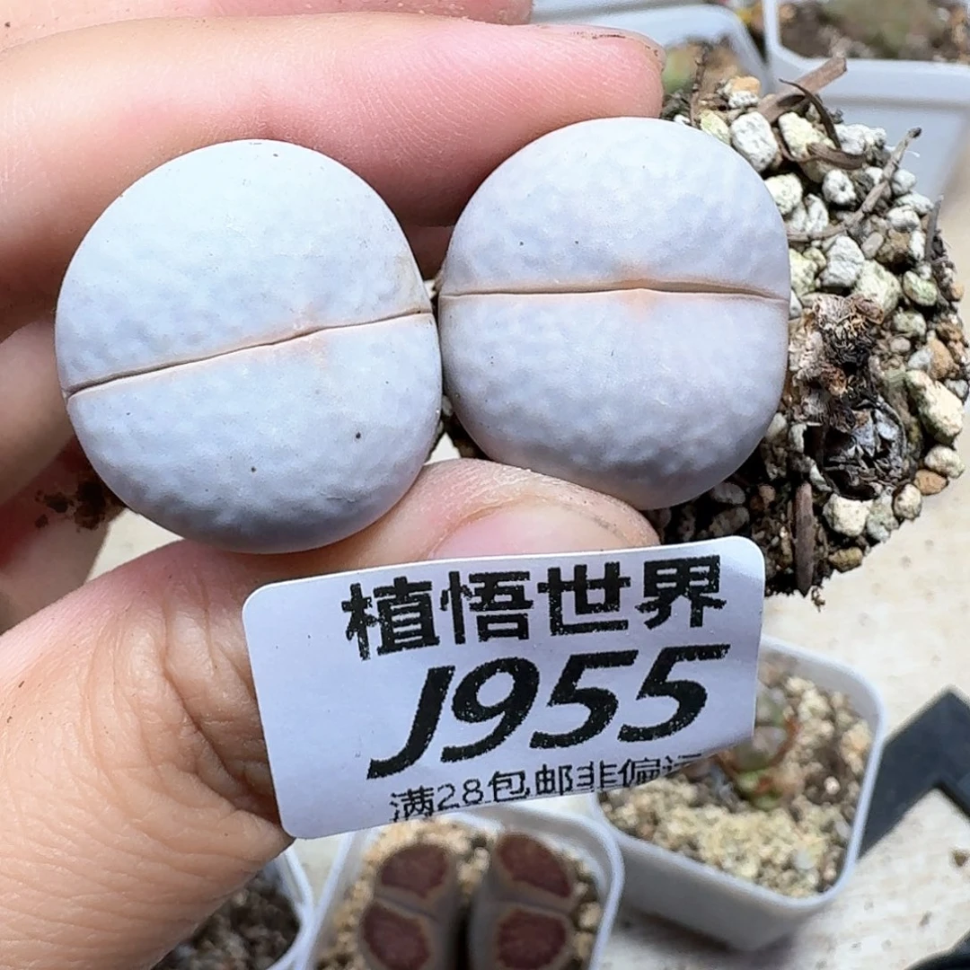 多肉植物的植物哇g