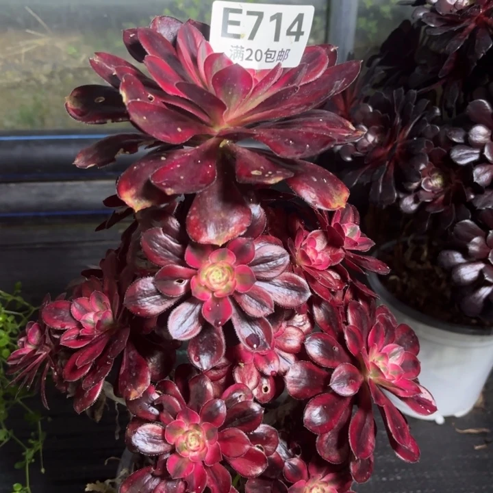 瑞妈一物一拍714