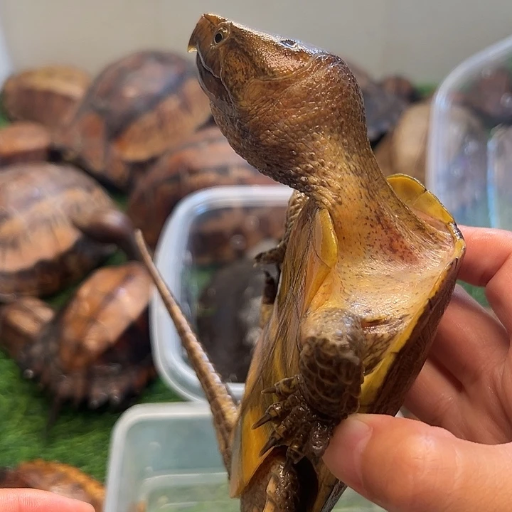 叶***帅公绿毛龟鹰嘴龟750