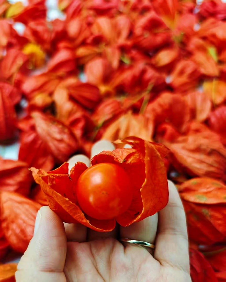 东北新鲜带壳红姑娘果 微酸微苦微甜口感