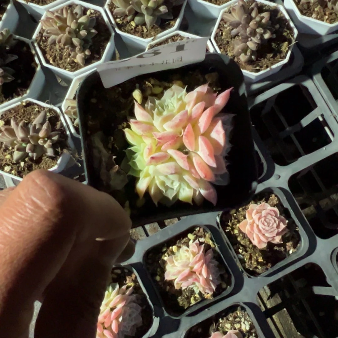 381号水晶虾饺杂 四头群一物一拍满18包邮