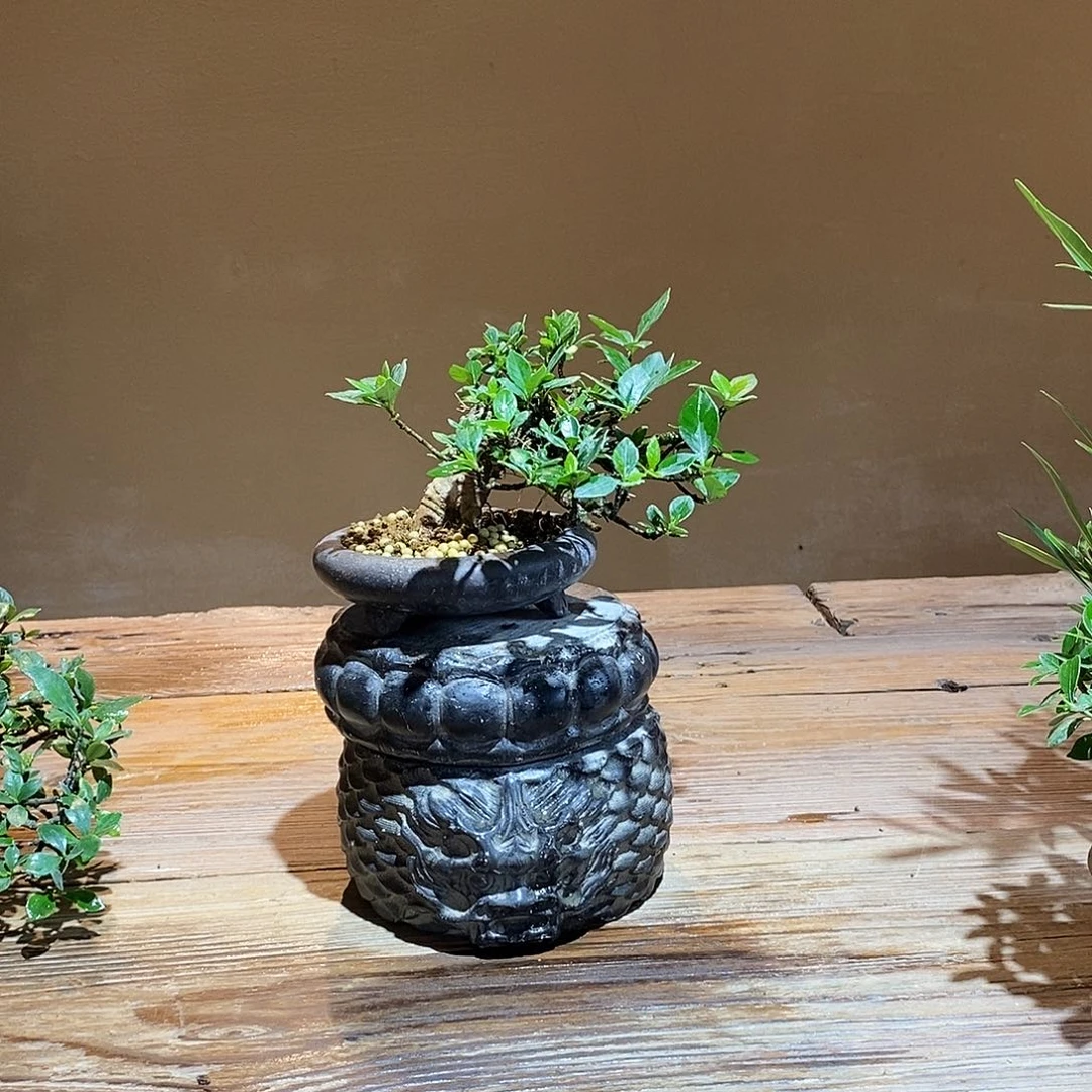 无花朵夏*栀子花