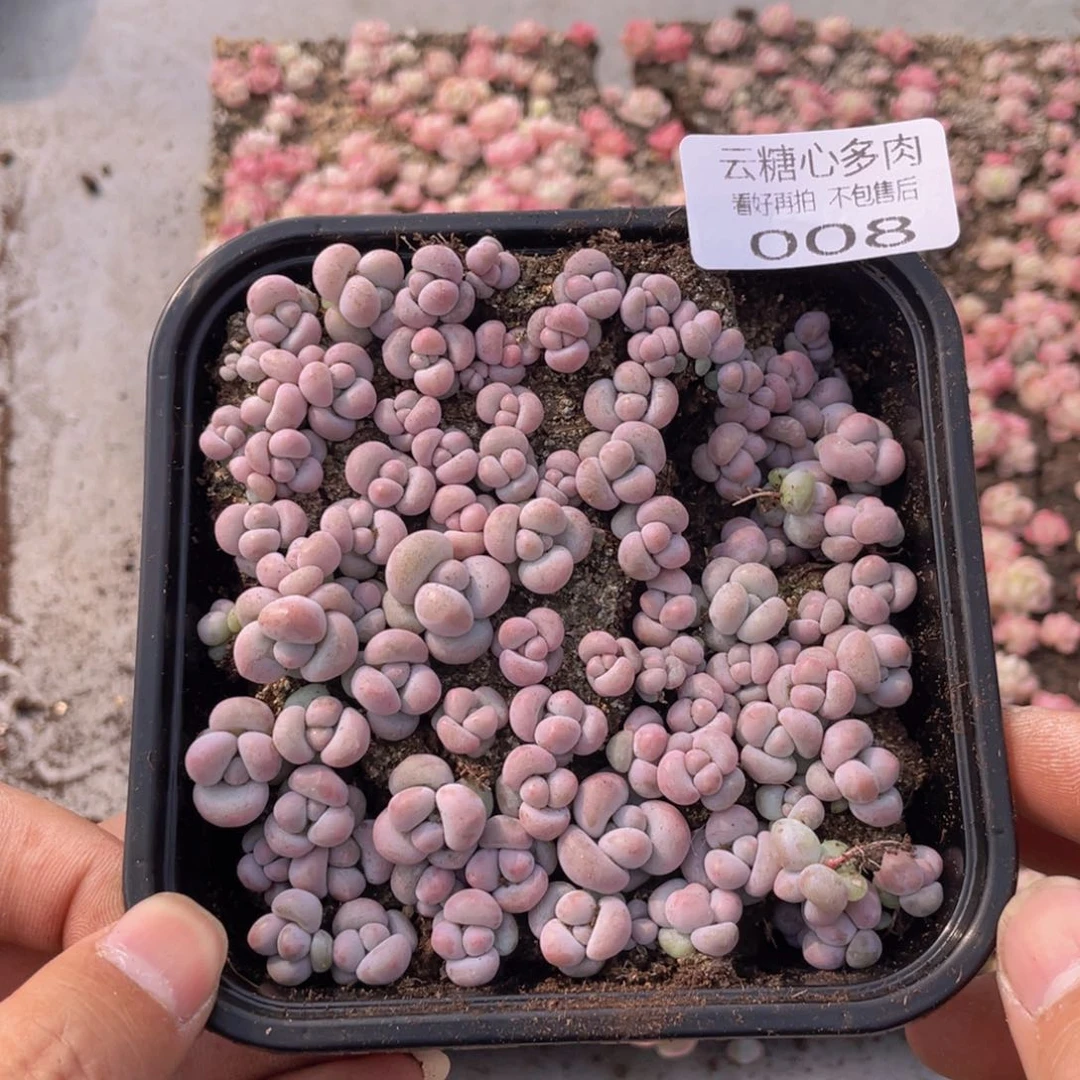 云糖心多肉植物008