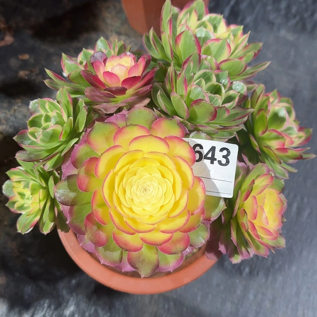 海仙多肉法师a643