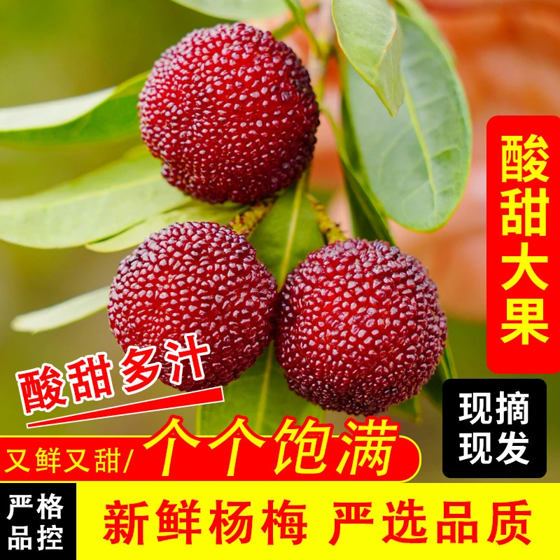 【顺丰】杨梅当天现采鲜浮宫杨梅孕妇水果酸甜应季水果孕妈妈半斤/1/2/3/4斤新鲜杨梅福建省