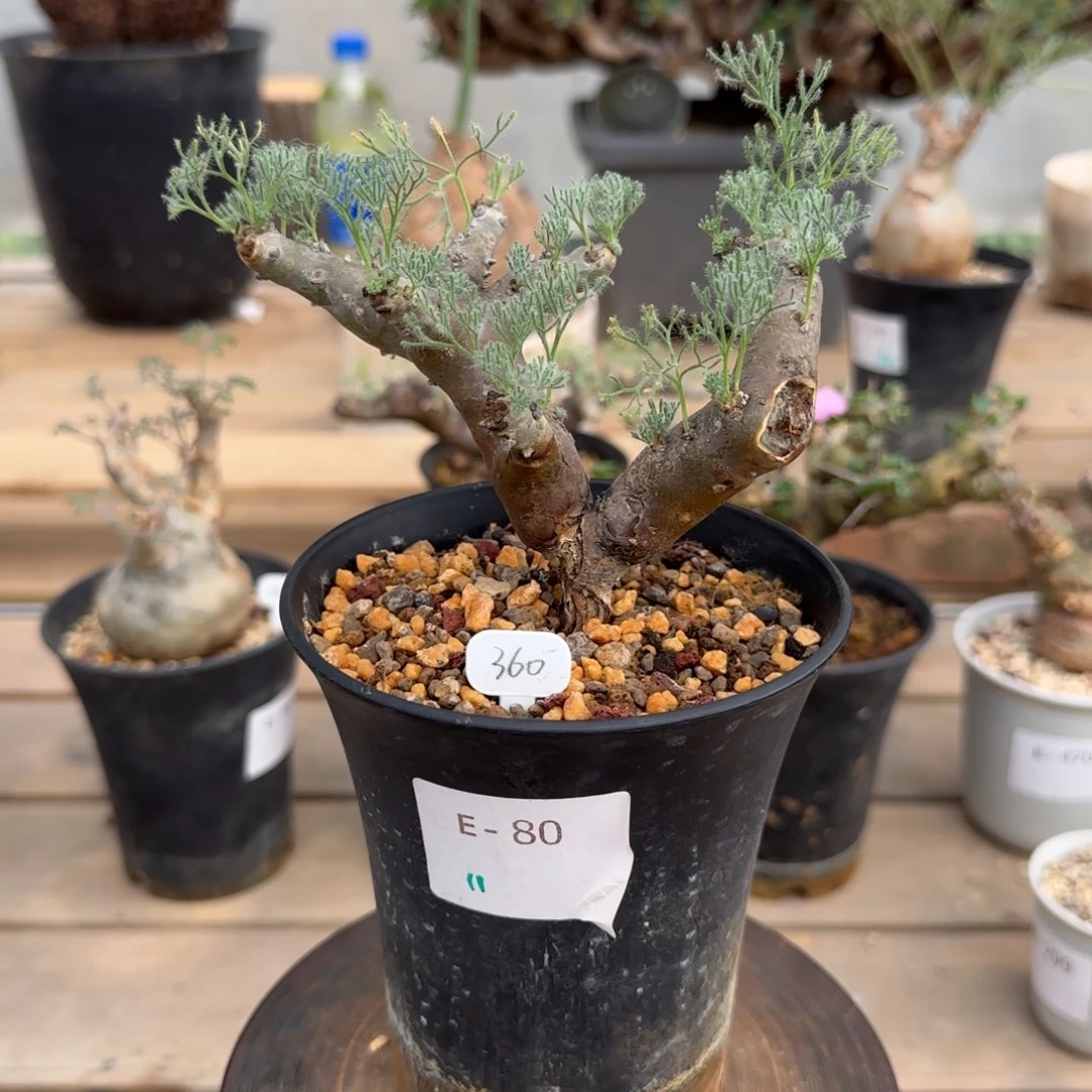 80黑皮月界块根植物