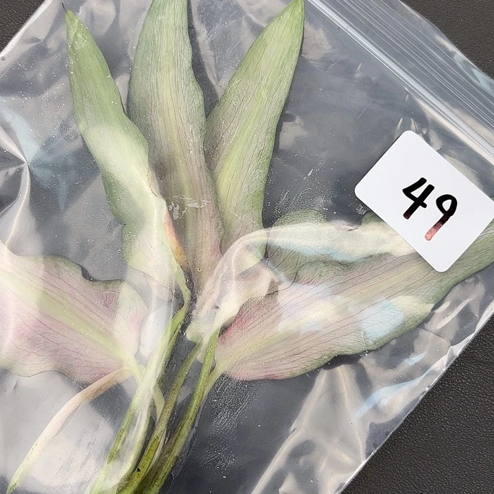 你***粑49-0712彩叶芋现货发