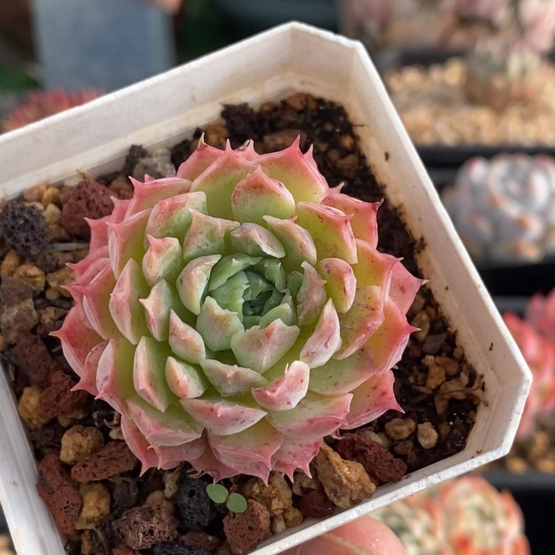 仙桃单头一物一拍