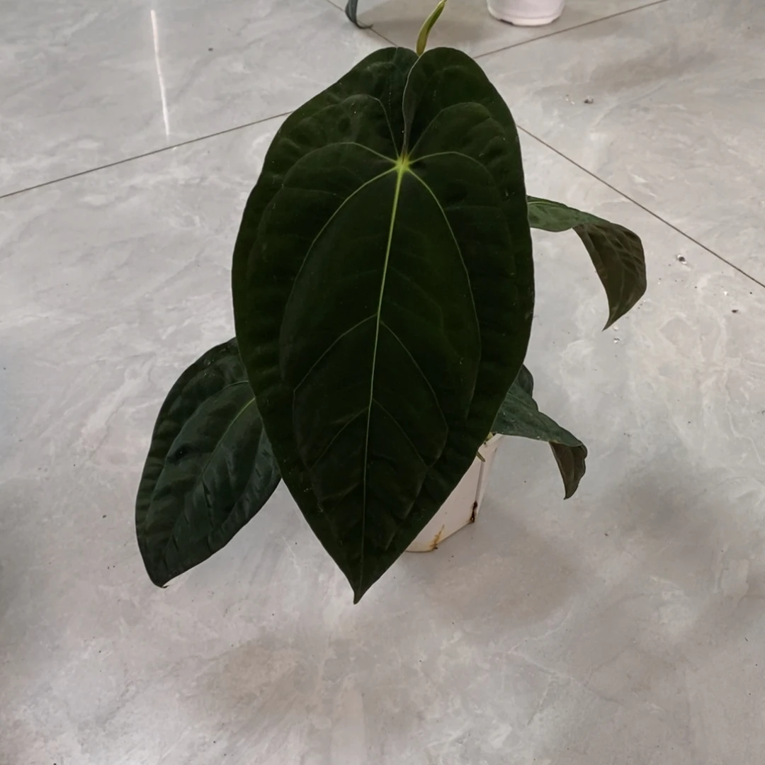 不开花植物08 加通湖Papi籽播