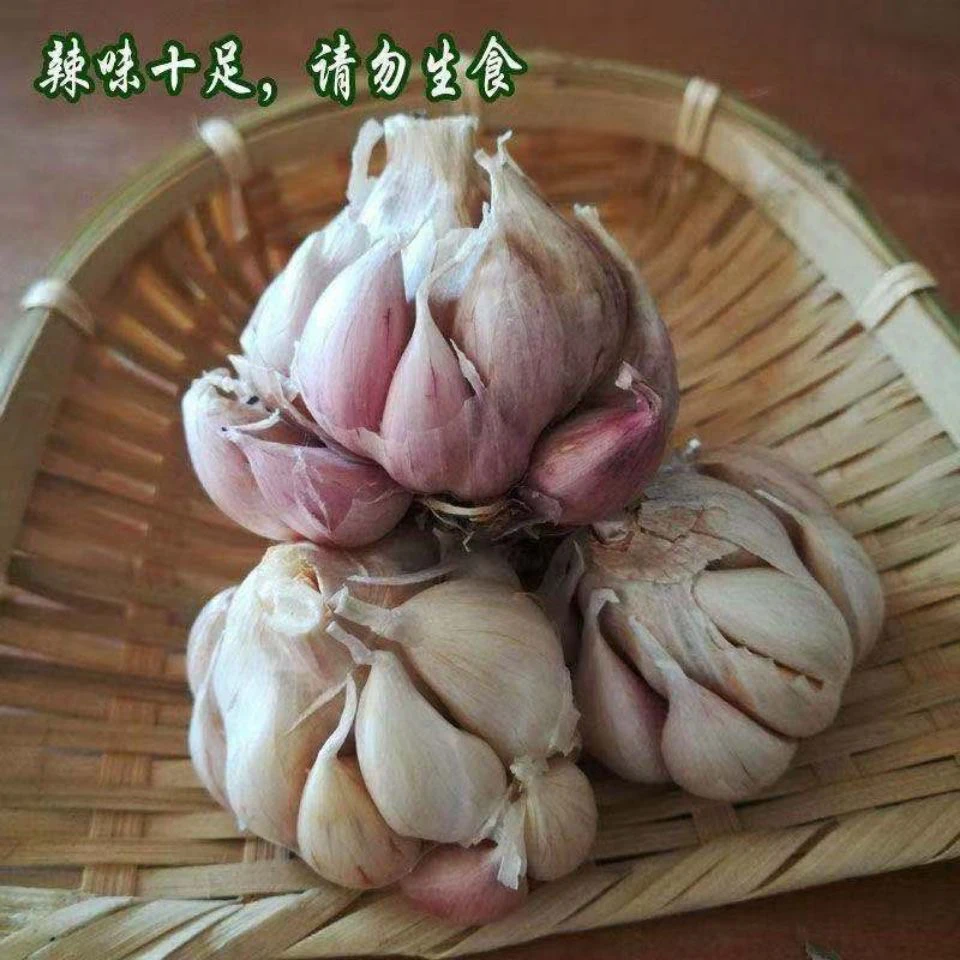 【支书推荐】狗牙蒜本地蒜红心