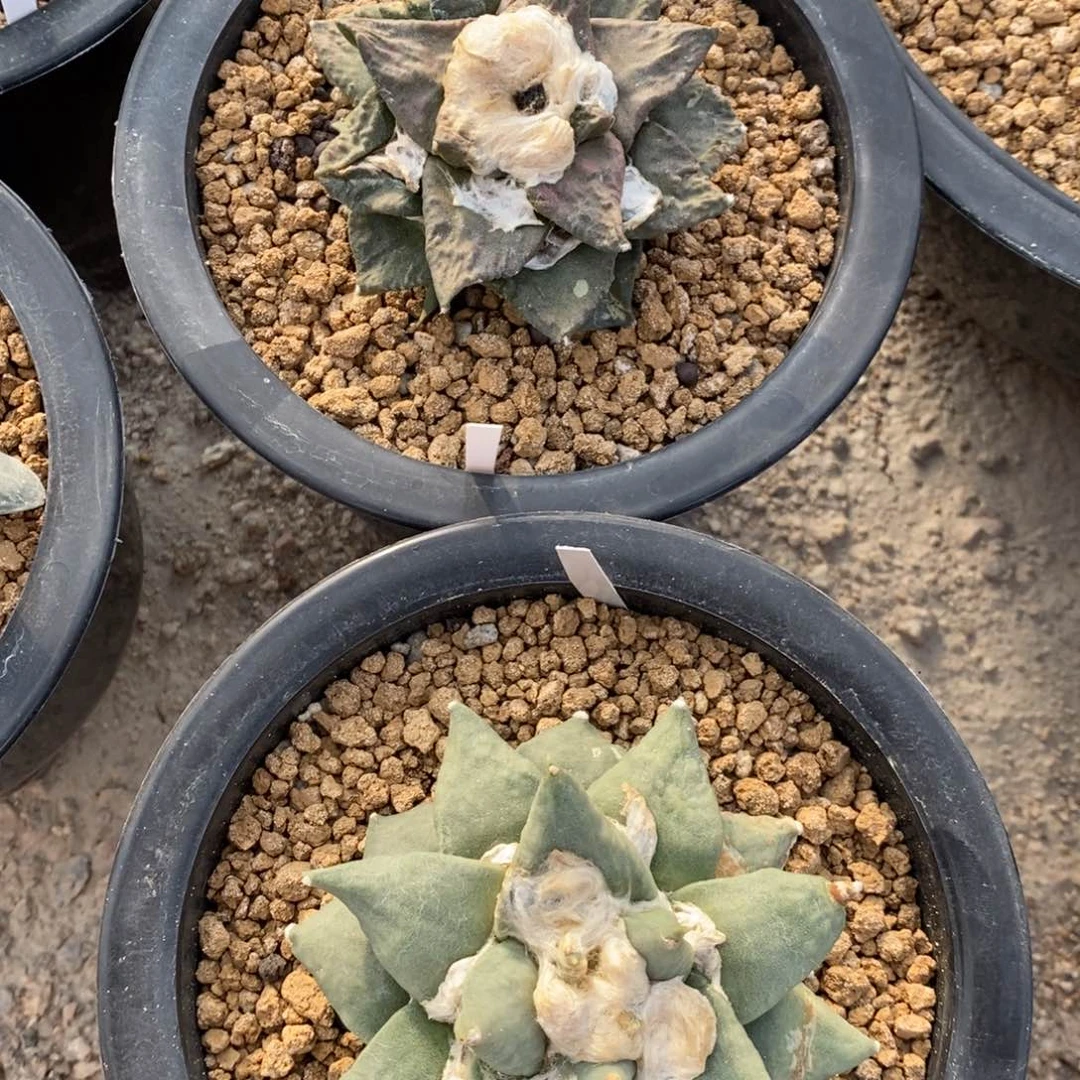 自根2颗福利福利，