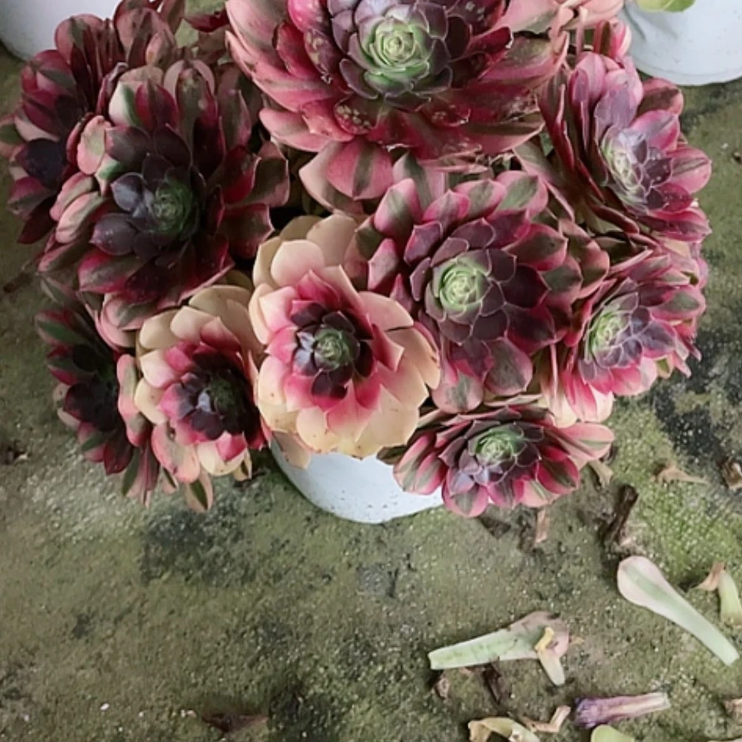 【闪购商品】港****）法师好看也好养