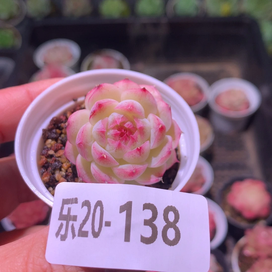 乐然20-138 麦秆 不包整