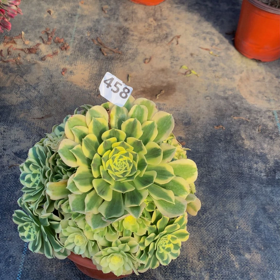 【闪购商品】458绿豆沙