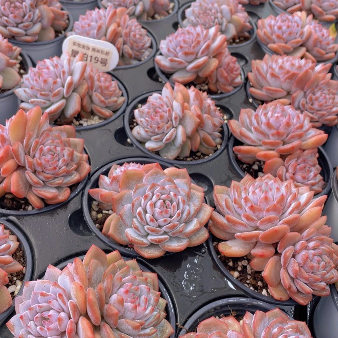 量拍19号 星星橙大双头一个