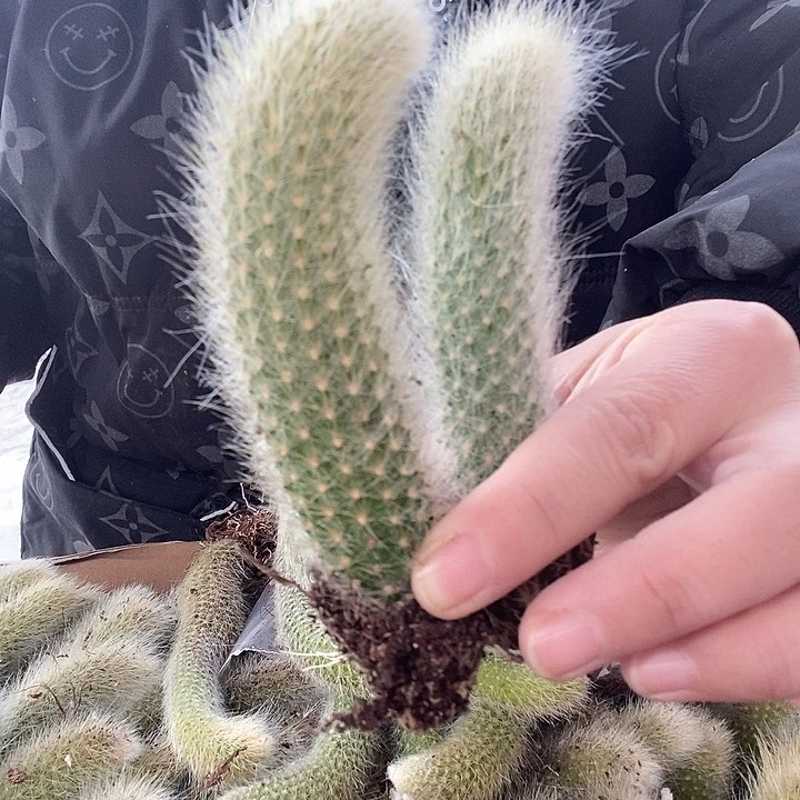 白毛九尾狐7厘米左右，6颗带土球