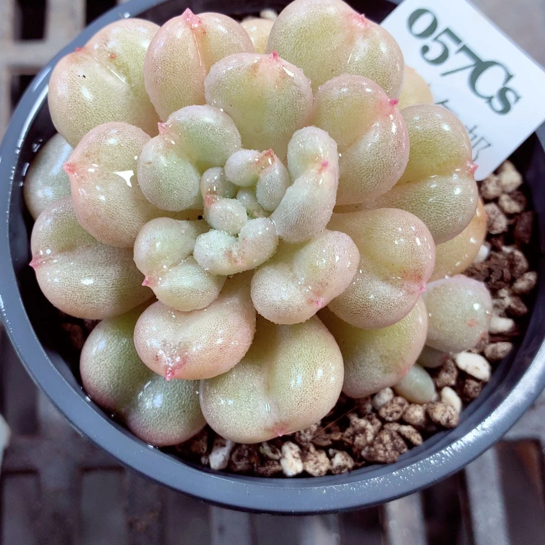 5厘米盆精控多肉057