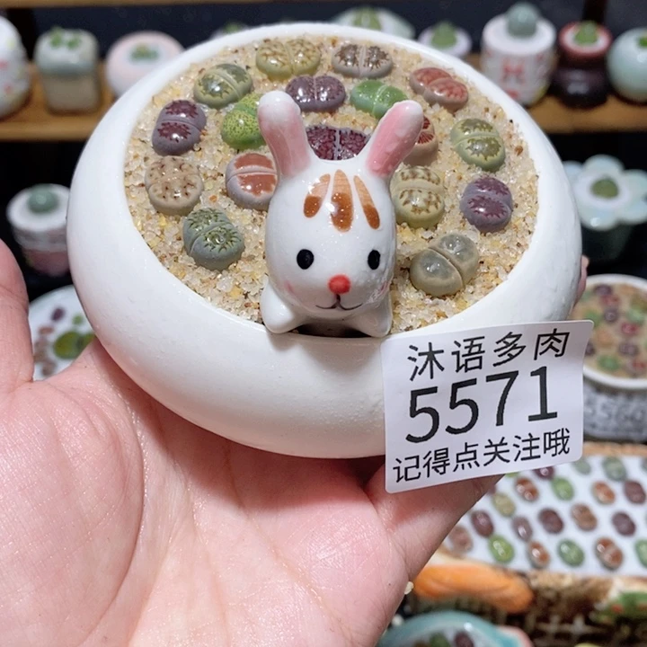 带盆土植物 一物一拍5571