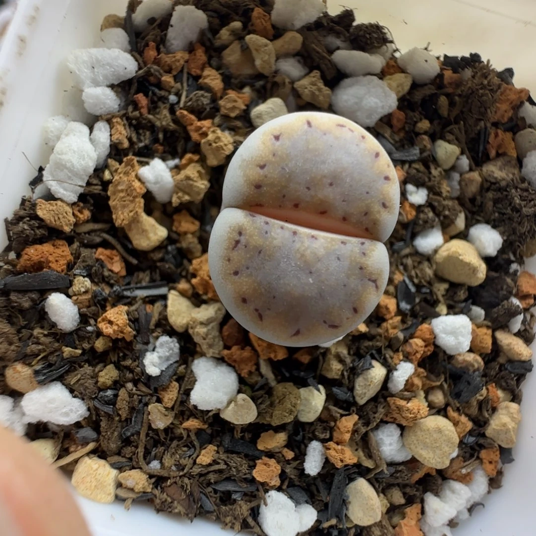 001金边饼干清框福利30包邮