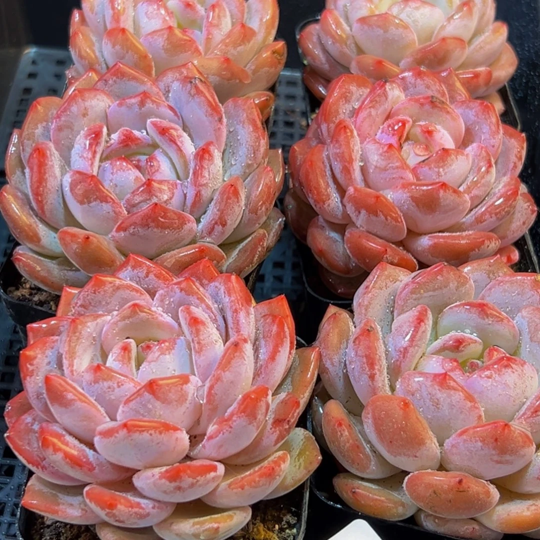 139多肉葡萄的味道是真的很