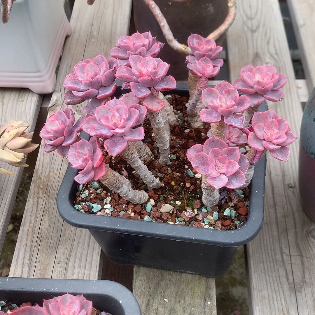 摆*人泪无痕多肉植物脱土