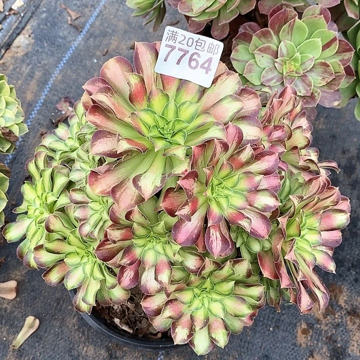 7764 一颗韶华法师