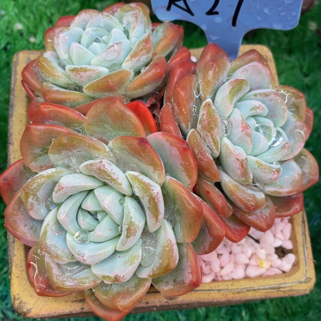 多肉植物盆栽多肉