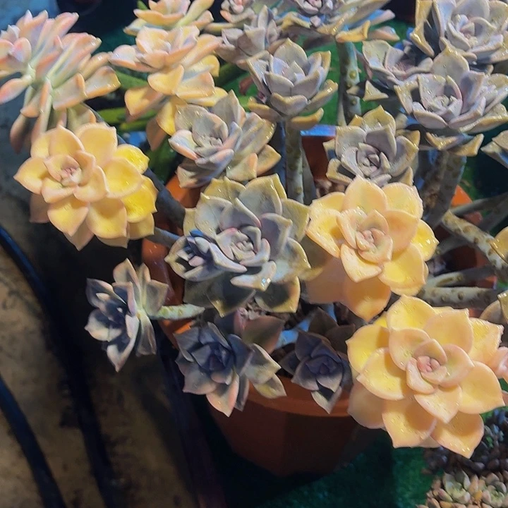 阿***礼丽娟花卉紫乐锦锦