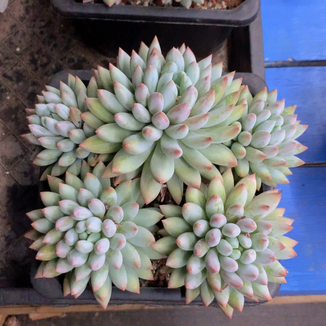 陈**妹所罗门多肉植物一物一拍