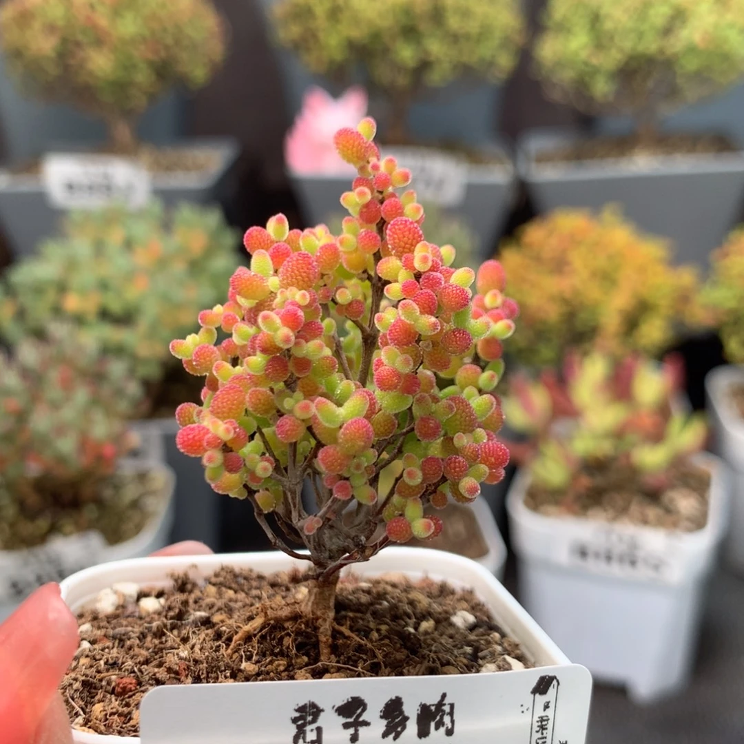 901蜜橘糖球。