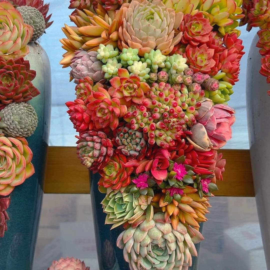 222全家福多肉组合