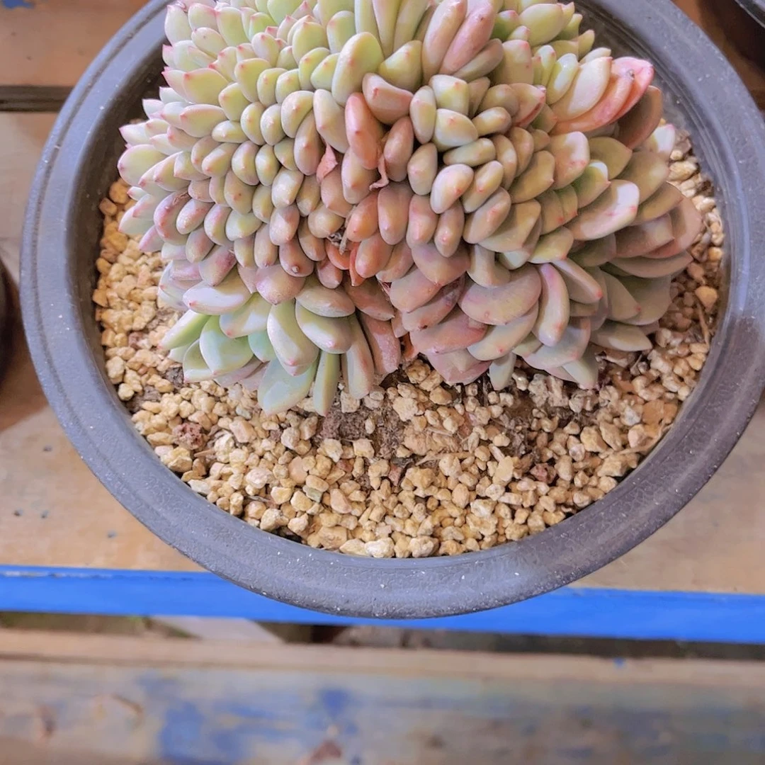 无铅玻璃在*伱多肉植物保护