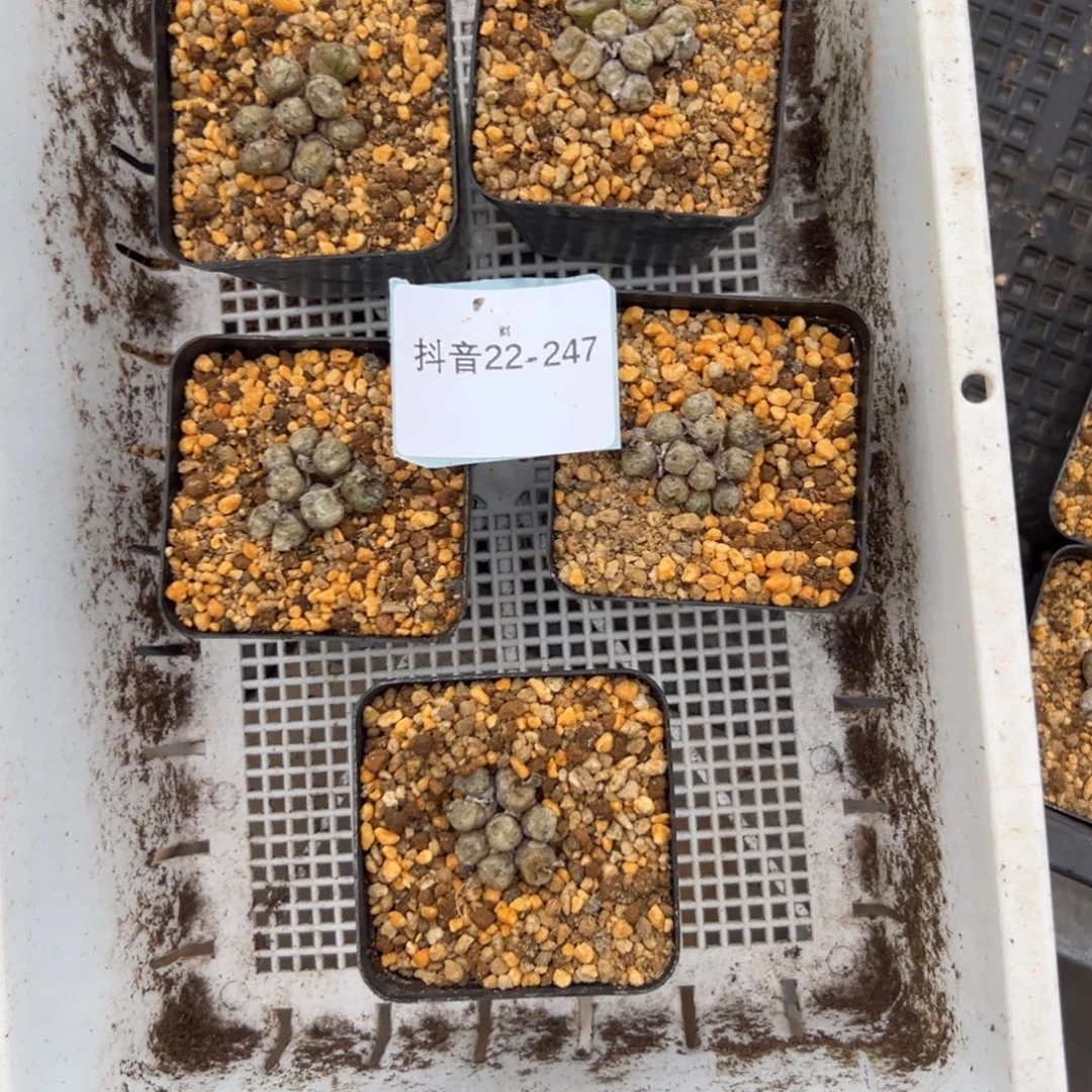 22-247量拍円空杂一颗