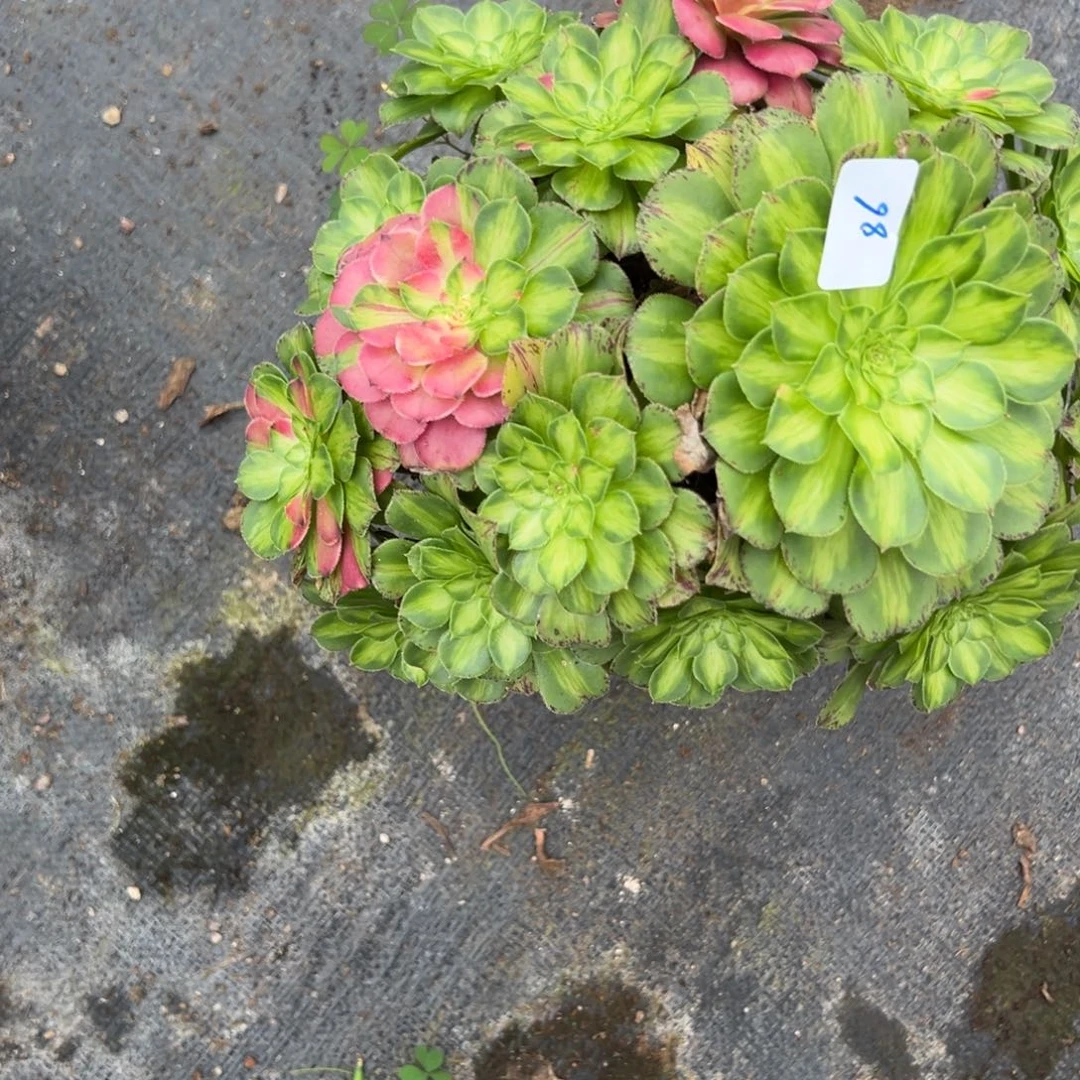 86知否多肉植物一